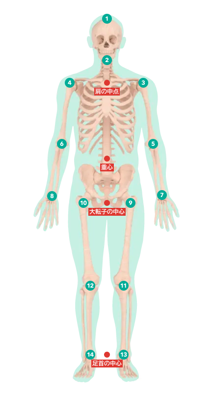 正面の人体図